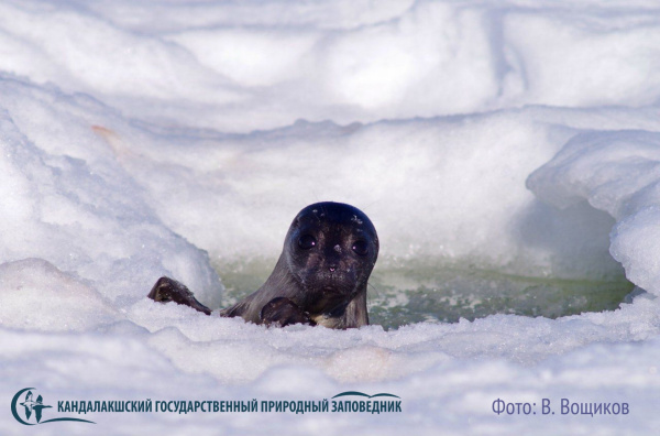 Сотрудники кандалакшского заповедника рассказали, как нерпа делает лунки во льду