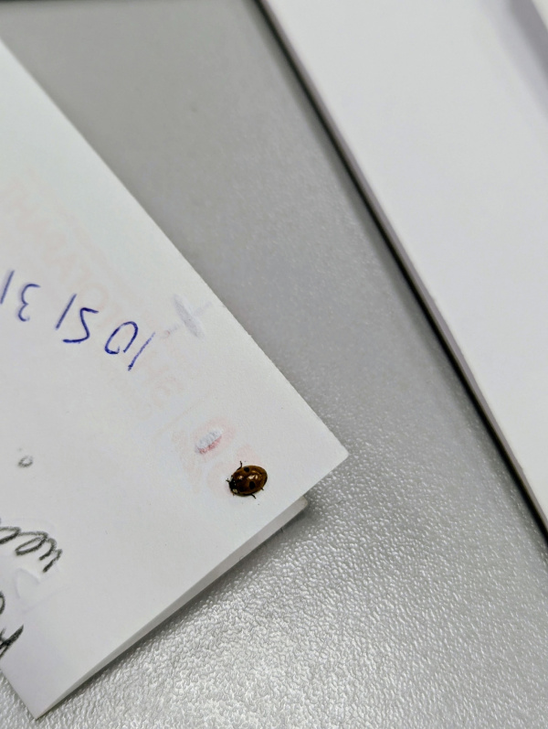 В Мурманске настолько потеплело, что в город вернулись божьи коровки