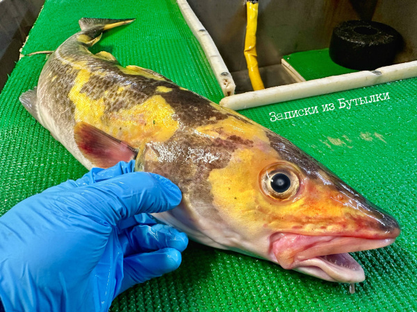 Рыбак из Мурманска поймал в сети золотую рыбку