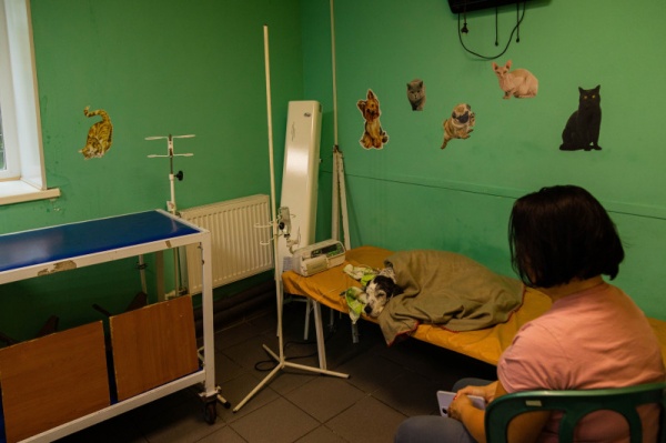 В Мурманской области ветеринарные кабинеты и станции изменят график работы на праздниках