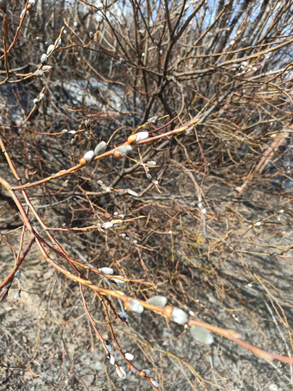 В Мурманской области в погоде без перемен