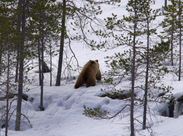 В Мурманской области начали просыпаться бурые медведи