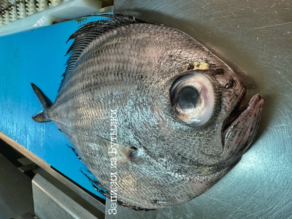 Мурманский рыбак поймал серебряную рыбу