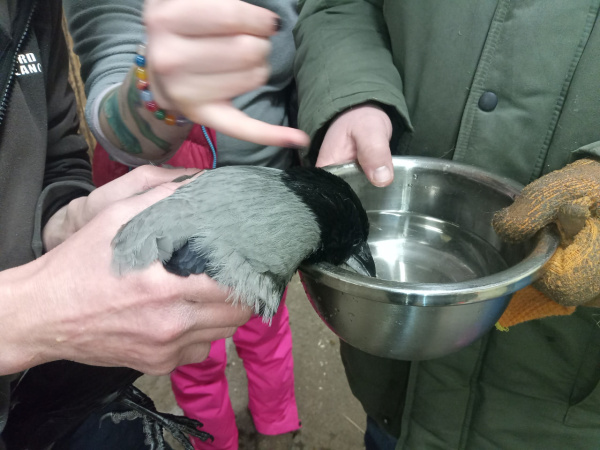 Соцсети: спасенные в Хибинах вороны научились лаять