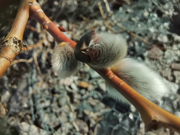 В Мурманске сквозь снег пробиваются первоцветы, а в Кандалакше уже готовы гнездиться чайки