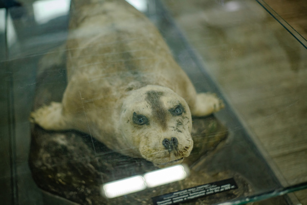 В Мурманской области поддержали идею возрождения промысла тюленей