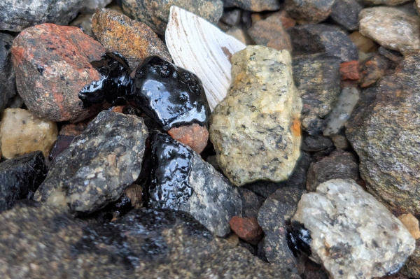 Загрязнения не установлено: Росприроднадзор о пятнах нефтепродуктов на берегу в Мурманске  