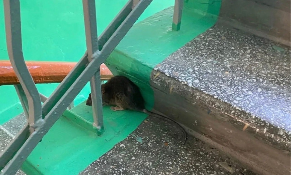 Подъезд мурманского дома атаковали крысы