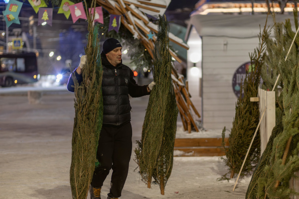 Известно, когда жители Мурманска смогут купить хвойные лапки и деревья на ёлочных базарах