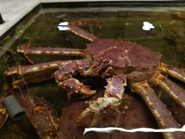 Из Мурманской области в Китай отправили 27 тонн живого краба