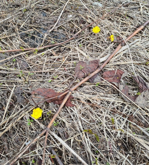 Выходные дни порадуют северян весенним теплом