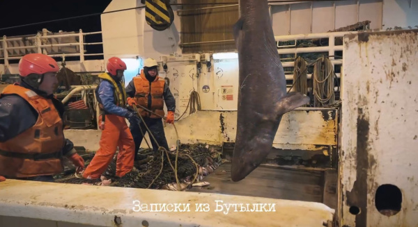 Рыбак из Мурманска поймал акулу в сети и отпустил её