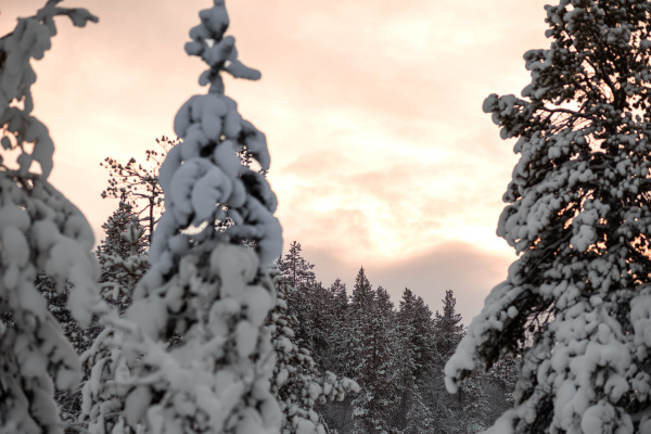 Жители Мурманска могут срубить ель за 23 рубля