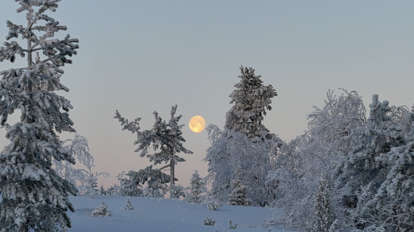 Школьники из Полярных Зорь завоевали четыре награды на международном фотоконкурсе
