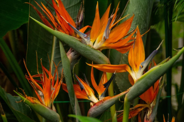 В кировском ботаническом саду растут названные в честь супруги короля цветы