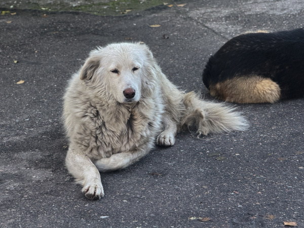 Жители Мурманска могут помочь приюту и его подопечным