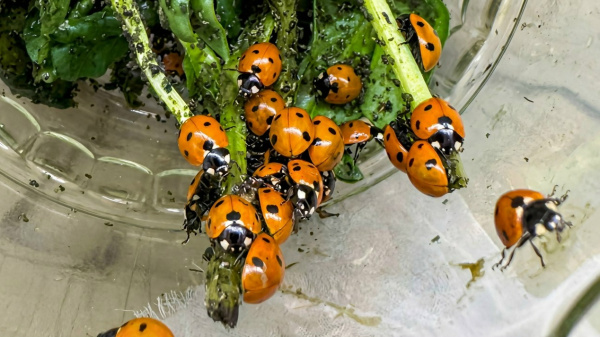 В ботаническом саду в Кировске будут трудиться 110 новых пятнистых сотрудников  