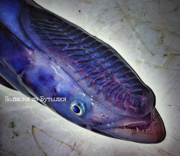 Блогер из Мурманска показал питающуюся фекалиями рыбу