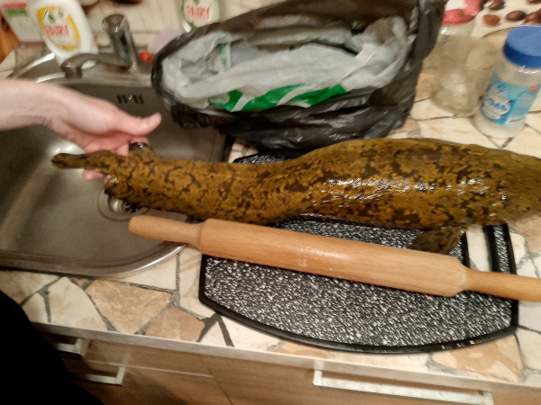 «Надо по-польски приготовить»: жители Мурманска обсуждают рецепты приготовления пойманного налима