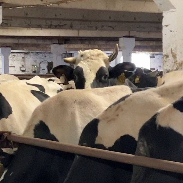 Предприятие «Тулома» — основа сельского хозяйства Мурманской области