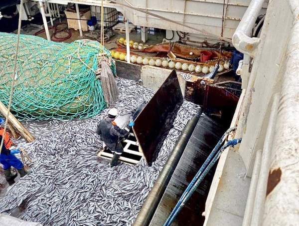 В Северном бассейне рыбаки выловили около 132 тыс. тонн рыбы 