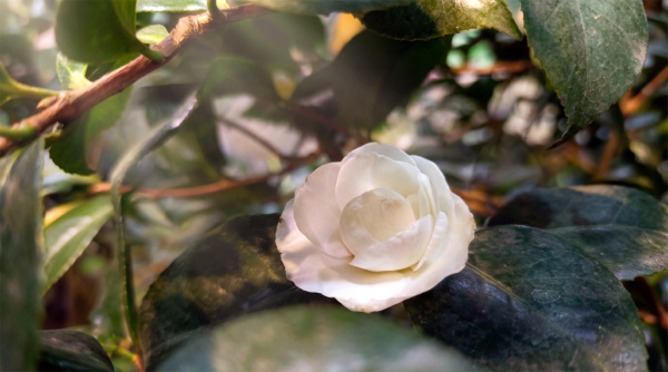 В Кировском ботаническом саду расцвёл символизирующий удачу цветок