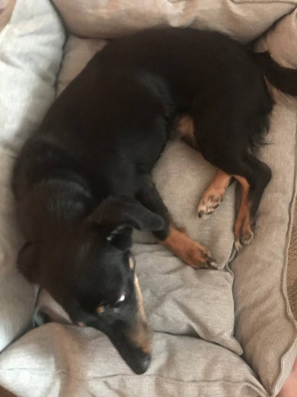 Житель Никеля присвоил себе чужую собаку