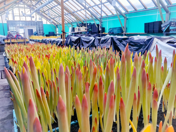 В Мурманской области «разбудили» тюльпаны