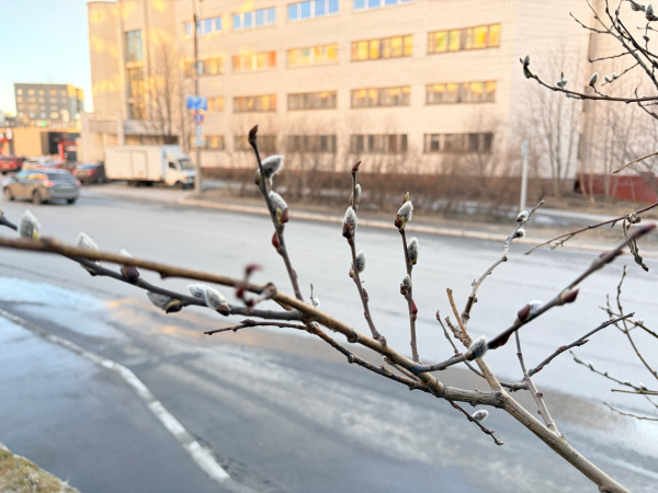 Область пониженного атмосферного давления влияет на погоду в Мурманской области