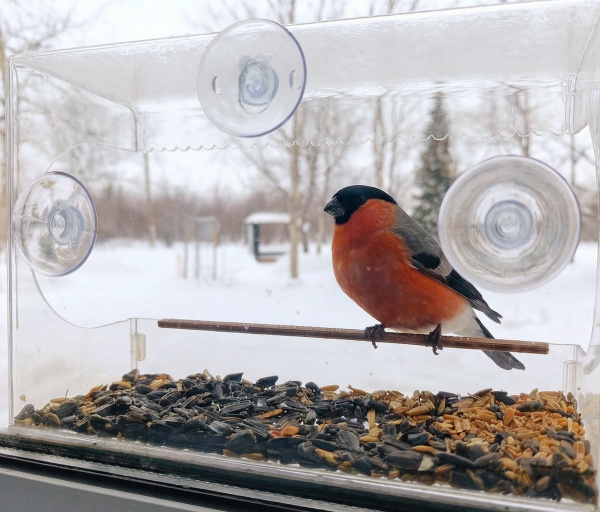 Кировский ботанический сад навещают синицы и снегири