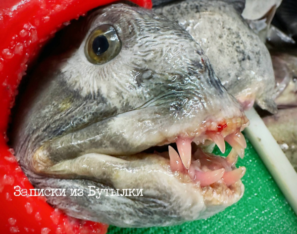 Мурманский рыбак показал зубастую актрису из фильма «Снегирь»