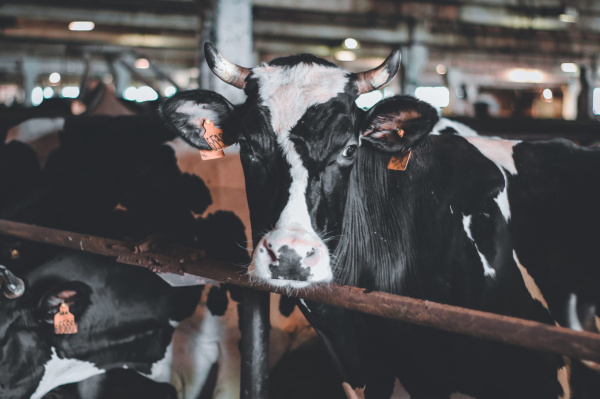 Скандал на ферме в Апатитах: сотрудники заявляют о гибели коров и задержках зарплаты