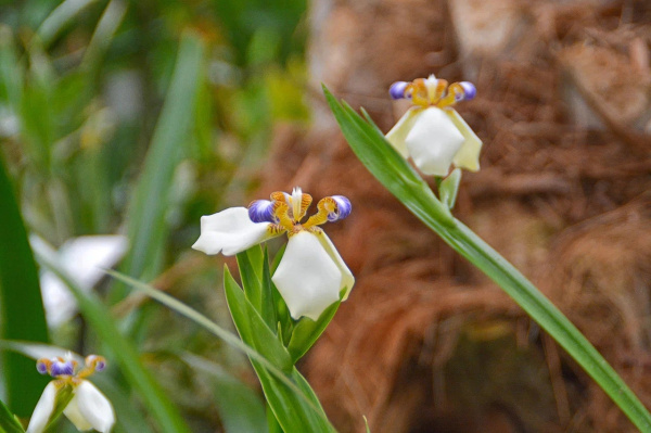 В Кировском саду распустились живущие один день цветы