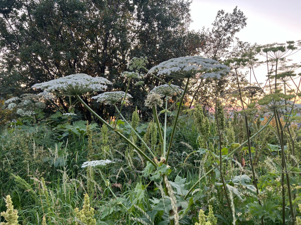 Прокуратура требует компенсацию за ожог ребёнка борщевиком в Африканде