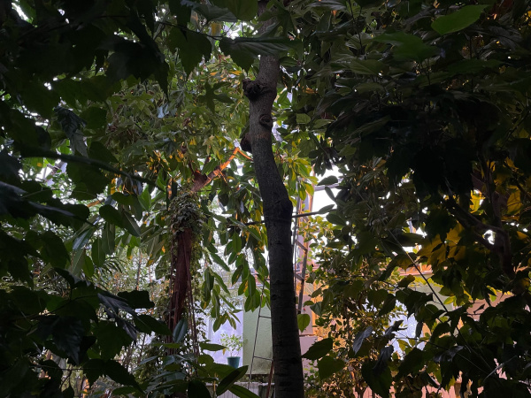 В Кировском ботаническом саду можно увидеть «двойняшек»