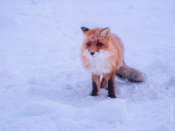 Гостей Териберки первой встречает лиса