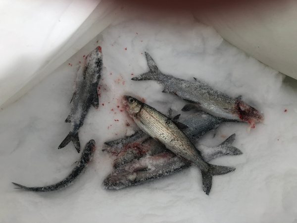 Жители Мурманска зимой вылавливают налимов и корюшку