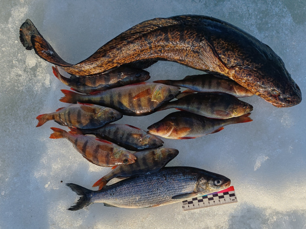  Жители Мурманска ловят налимов и щук