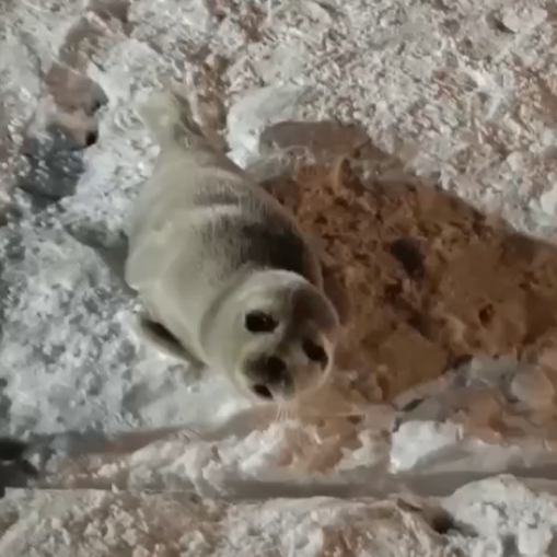 В Териберке заметили детёныша гренландского тюленя