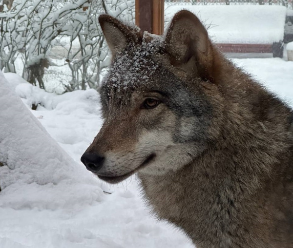 В заповеднике под Кандалакшей волки питаются нерпами и лосями