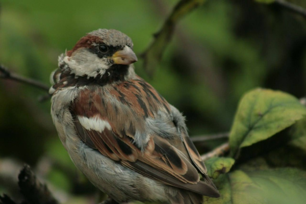 В Мурманске рассказали, как правильно наблюдать за птицами 