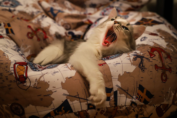 Жители Мурманска смогут купить в поездах игрушки и угощения для животных