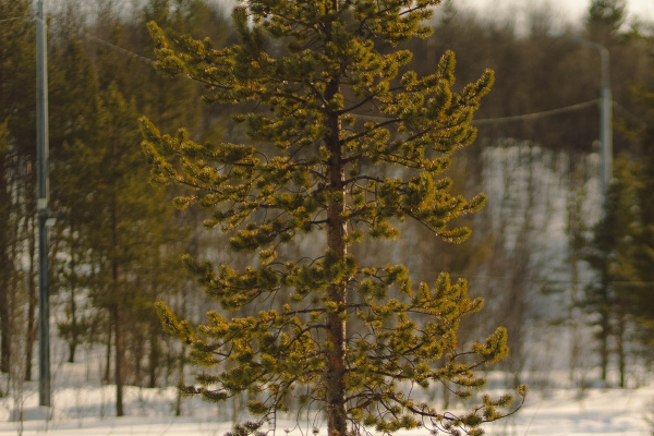 Известно, чем питаются лоси в Мурманской области