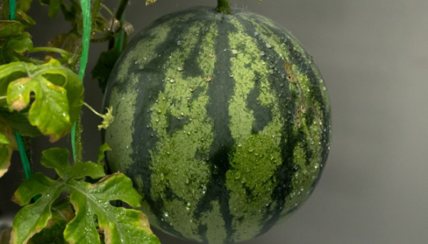 После выращенных в Антарктиде арбузов ученые хотят посадить землянику