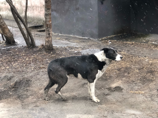 В Мурманской области уточнили сроки содержания агрессивных животных в приютах