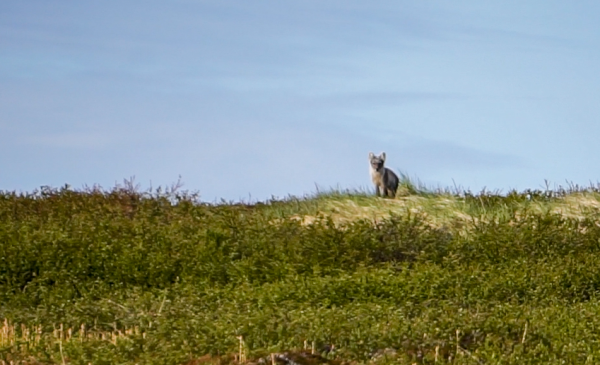 В Красную книгу Мурманской области внесён песец
