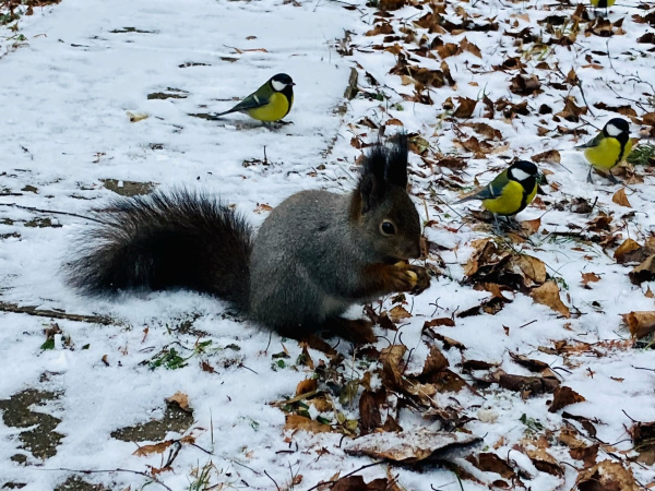 На погоду в Мурманской области влияет циклон, смещающийся вдоль побережья