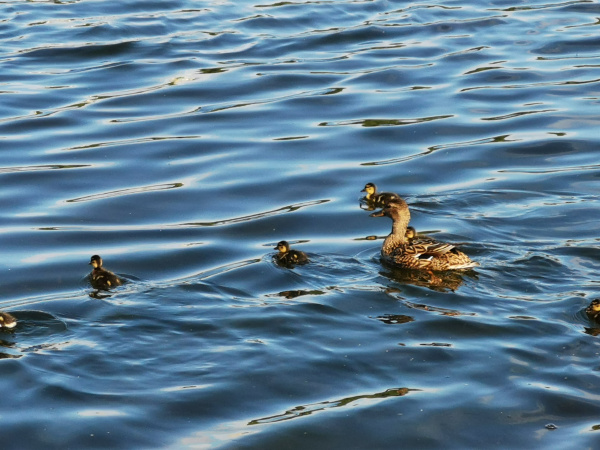 В Мурманскую область возвращаются птицы