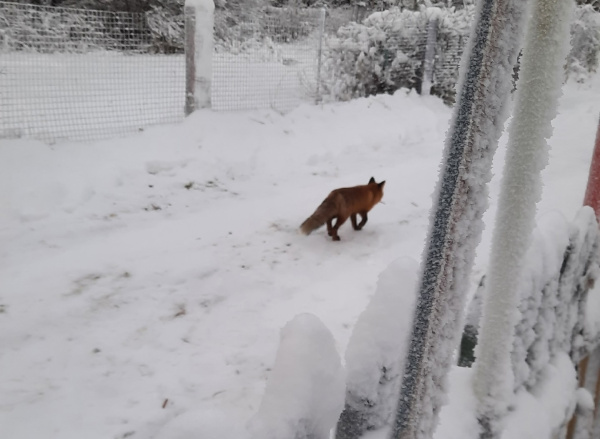 Жителей Мурманской области навещают лесные жители
