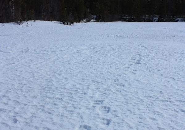 В Мурманской области начали просыпаться опасные хищники